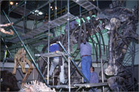 Disassembly of the Apatosaurus skeleton (currently on display) for research