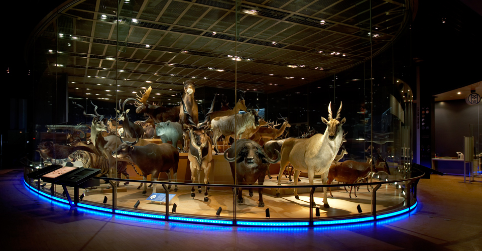 National Museum Of Nature And Science Tokyo