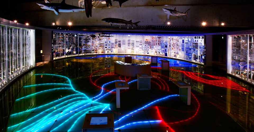 National Museum Of Nature And Science Tokyo