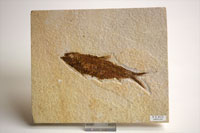 Fish fossil