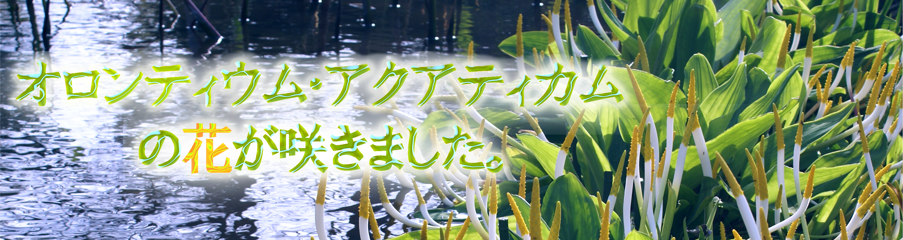 IeBEEANAeBJ̉Ԃ炫܂