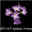 K97-14P.modesta×rosea