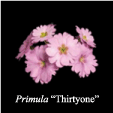 Primula "Thirtyone"