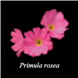 Primula rosea