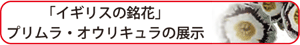 「イギリスの銘花」プリムラ・オウリキュラの展示