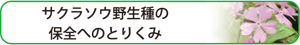 サクラソウ野生種の保全へのとりくみ