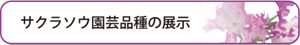 サクラソウ園芸品種の展示