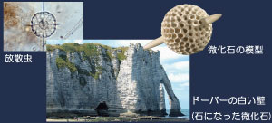 左：放散虫、右：微化石の模型、下：ドーバーの白い壁(石になった微化石)