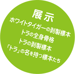 科博 干支シリーズ10 寅年のお正月