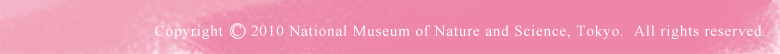 Copyright 2010 National Museum of Nature and Science, Tokyo.  All rights reserved.