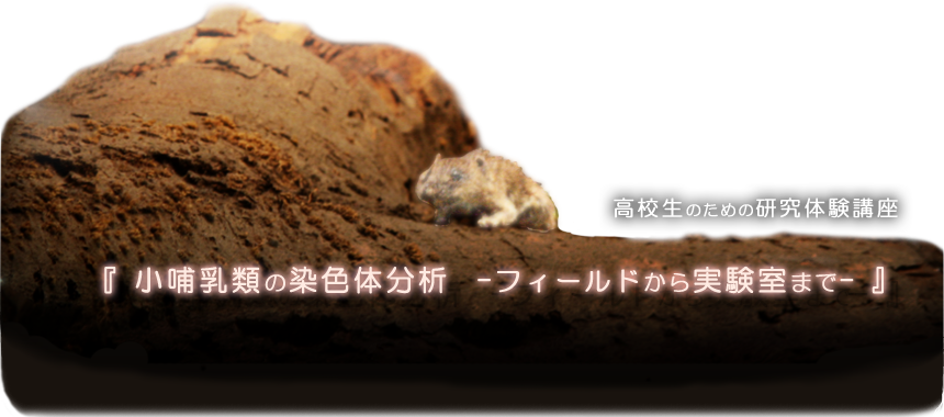 高校生のための研究体験講座『小哺乳類の染色体分析－フィールドから実験室まで－』