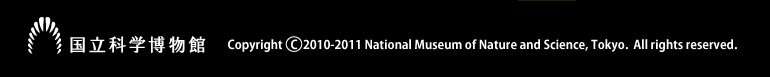 Ȋwف@Copyright 2010-2011 National Museum of Nature and Science, Tokyo.  All rights reserved.
