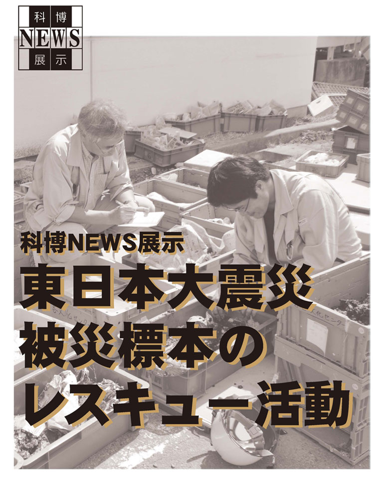 科博ＮＥＷＳ展示「東日本大震災被災標本のレスキュー活動」
