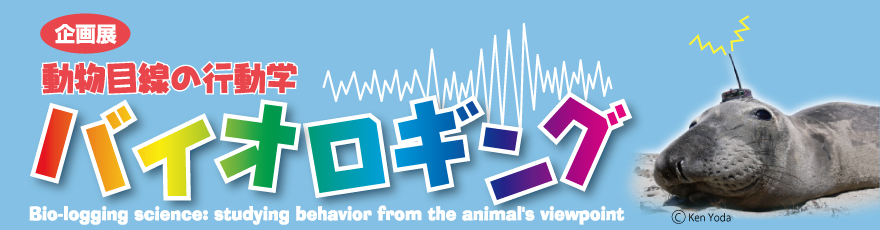 ڐ̍sw@oCIMO@Bio-logging science:studing behavior from the animail's viewporint ʐ^@Copyright Yoko Mitani, Tomoko Narazaki, Ken Yoda