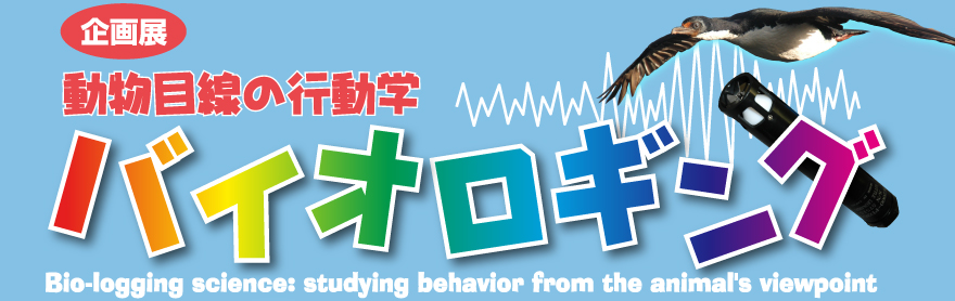 W@ڐ̍sw@oCIMO@Bio-logging science:studing behavior from the animail's viewporint ʐ^@Copyright Yoko Mitani, Tomoko Narazaki, Ken Yoda