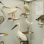トキ、コウノトリのはく製