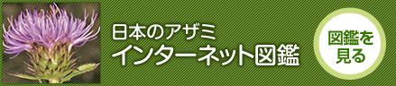 日本のアザミ「インターネット図鑑」