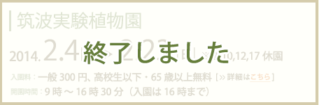 筑波実験植物園2013年2月5日～2月24日まで(2/12,18休園)入園料：一般300円高校生以下・65歳以上無料　開園時間：9時～16時30分(入園は16時まで)