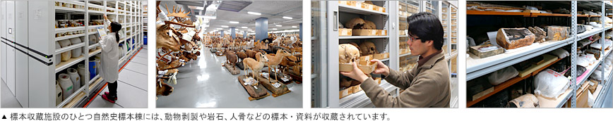 標本収蔵施設のひとつ自然史標本棟には、動物剥製や岩石、人骨などの標本・資料が収蔵されています。