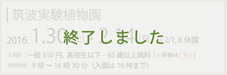 筑波実験植物園2016年1月30日～2月14日まで(2/1,8休園)入園料：一般310円高校生以下・65歳以上無料　開園時間：9時～16時30分(入園は16時まで)