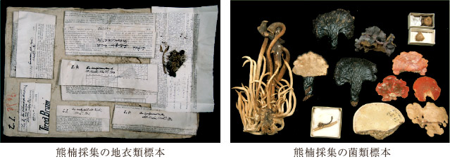 左：熊楠採取の地衣類標本／右：熊楠採取の菌類標本