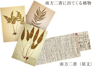 上：南方二書に出てくる植物／下：南方二書（原文）