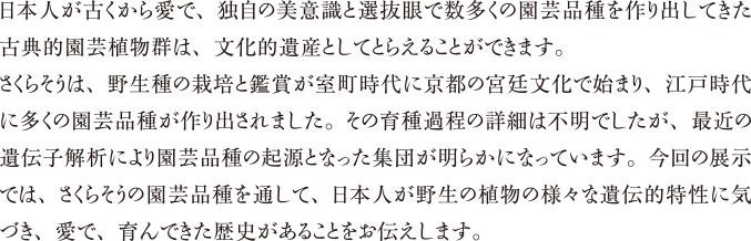 日本人が古くから愛で、独自の美意識と選抜眼で数多くの園芸品種を作り出してきた古典的園芸植物群は、文化的遺産としてとらえることができます。さくらそうは、野生種の栽培と鑑賞は室町時代に京都の宮廷文化で始まり、江戸時代に多くの園芸品種が作り出されました。一方、その育種過程についての詳細は不明でしたが、最近の遺伝子解析から園芸品種の起源となった集団が明らかになっています。今回の展示では、さくらそうの園芸品種を通して、日本人が野生の植物がもつ様々な遺伝的特性に気づき、愛でてきた歴史があることをお伝えします。