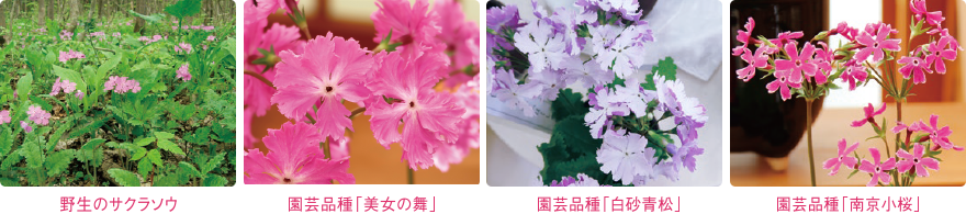 野生のサクラソウ、園芸品種「紫式部」、「白砂青松」、「南京小桜」の写真