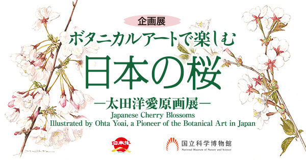 企画展「ボタニカルアートで楽しむ日本の桜 －太田洋愛原画展