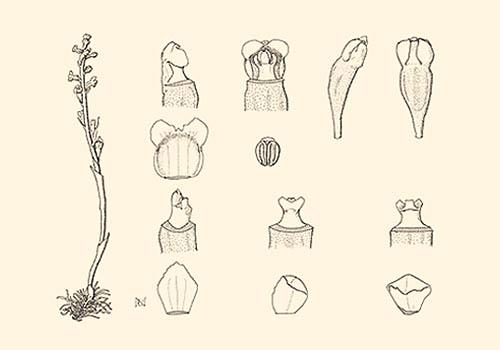 ラン科植物絶滅寸前種原図「タンザワサカネラン」画：中村睦子