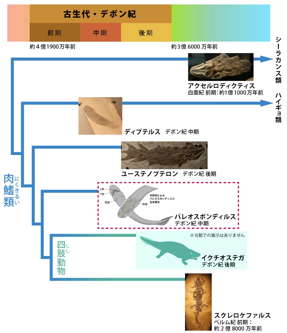 肉鰭類系統樹