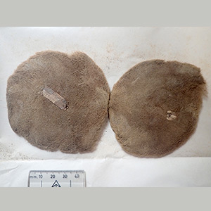 現存する国内最古のマリモ標本（所蔵：北海道大学総合博物館）