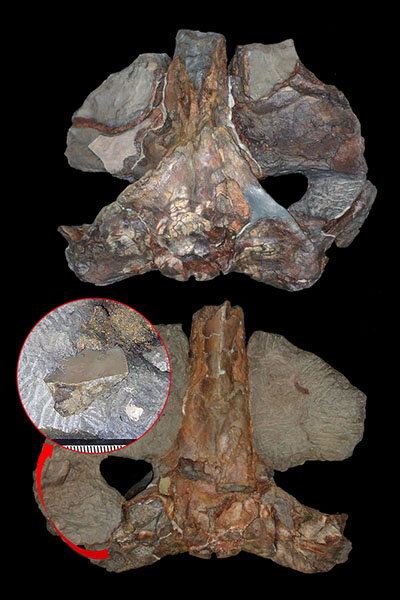 シマジリクジラの頭骨化石（上：背側面、下：腹側面）とホホジロザメの歯（中）