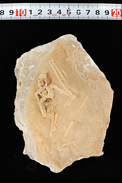 南大東島の洞窟から産出したユビナガコウモリ類の化石