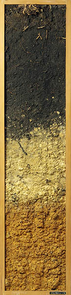 クロボクをふくむ地層モノリス（所蔵：埼玉県立川の博物館）