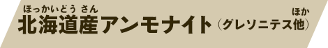 北海道産アンモナイト（グレソニテス他）