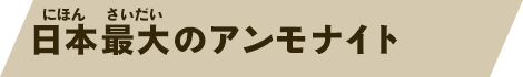 日本最大のアンモナイト