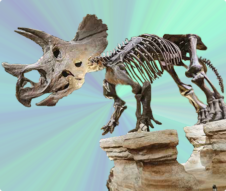 トリケラトプス（産状化石）