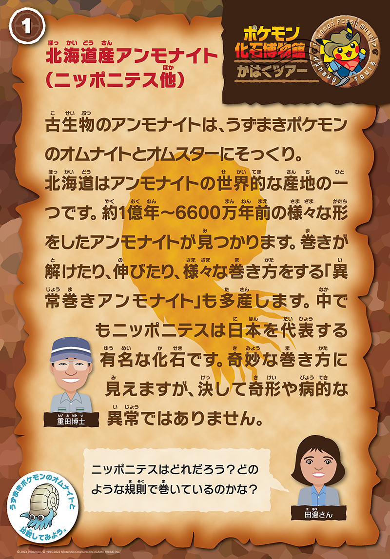 北海道産アンモナイト（ニッポニテス他）の解説パネル。
            担当は重田先生。「古生物のアンモナイトはうずまきポケモンのオムナイトとオムスターにそっくり。北海道はアンモナイトの世界的な産地の一つです。約1億年～6600万年前の様々な形をしたアンモナイトが見つかります。巻きが解けたり、伸びたり、様々な巻き方をする「異常巻きアンモナイト」も多産します。中でもニッポニテスは日本を代表する有名な化石です。奇妙な巻き方に見えますが、決して奇形や病的な異常ではありません。」
            田邊さん「ニッポニテスはどれだろう？どのような規則で巻いているのかな？」