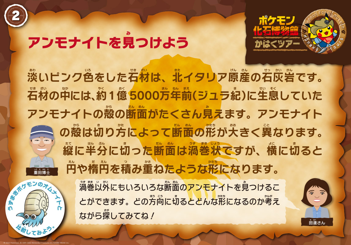 アンモナイトを見つけようの解説パネル。
            担当は重田先生。「淡いピンク色をした石材は、北イタリア原産の石灰岩です。石材の中には、約1億5000万年前（ジュラ紀）に生息していたアンモナイトの殻の断面がたくさん見えます。アンモナイトの殻は切り方によって断面の形が大きく異なります。縦に半分に切った断面は渦巻状ですが、横に切ると円や楕円を積み重ねたような形になります。」
            田邊さん「ニッポニテスはどれだろう？どのような規則で巻いているのかな？」