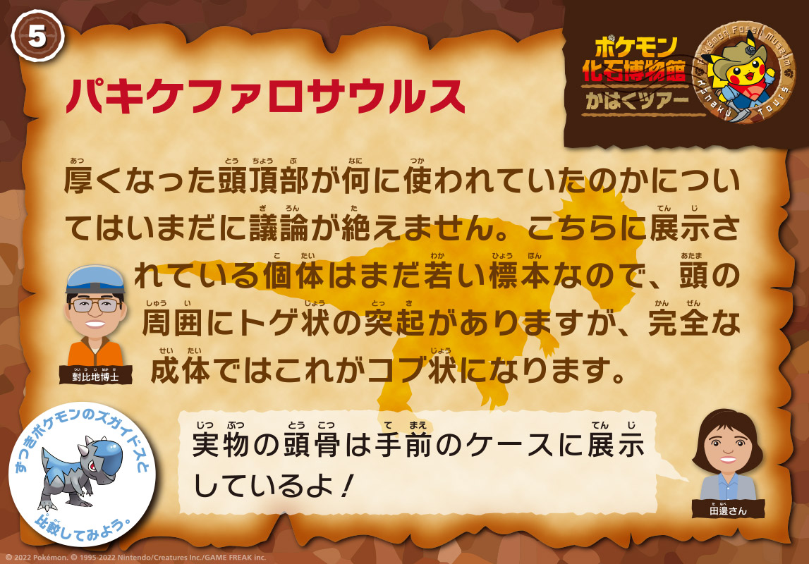 パキケファロサウルスの解説パネル。
              担当は對比地先生。「厚くなった頭頂部が何に使われていたのかについてはいまだに議論が絶えません。こちらに展示されている個体はまだ若い標本なので、頭の周囲にトゲ状の突起がありますが、完全な大人ではこれがコブ状になります。」
              田邊さん「実物の頭骨は手前のケースに展示しているよ！」