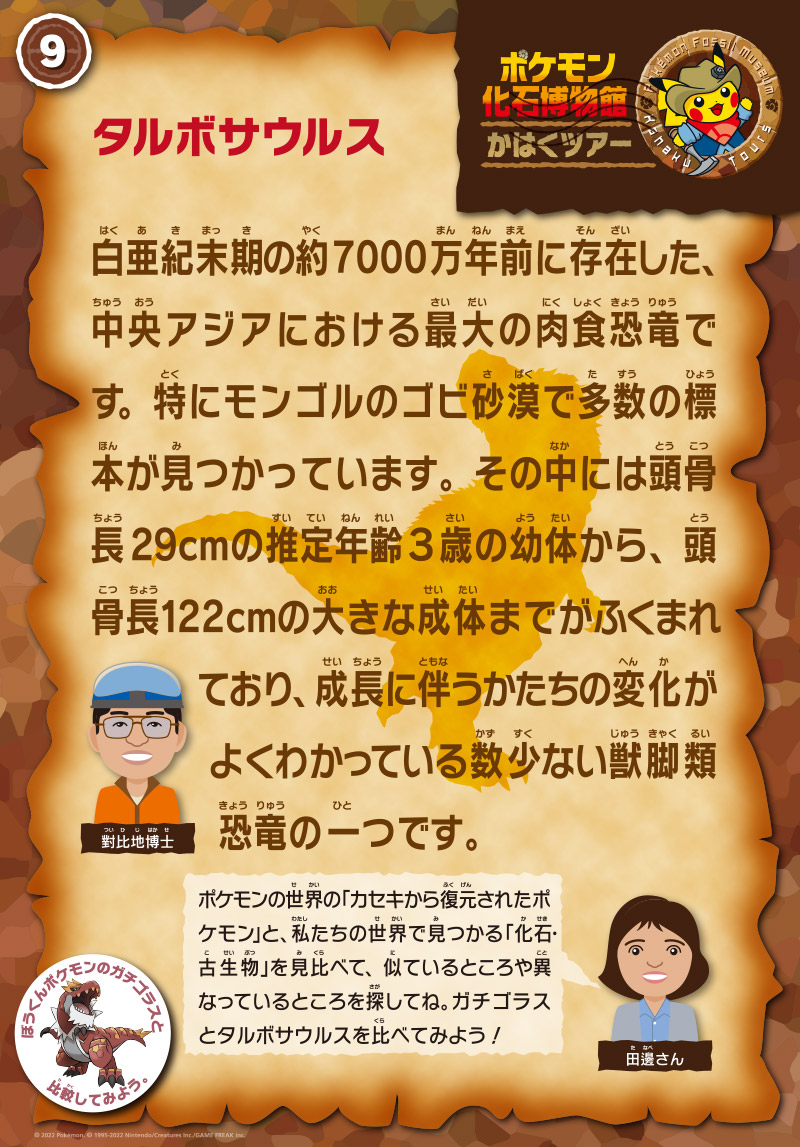 タルボサウルスの解説パネル。
              担当は對比地先生。「白亜紀末期の約7000万年前に存在した、中央アジアにおける最大の肉食恐竜です。特にモンゴルのゴビ砂漠で多数の標本が見つかっています。その中には頭骨長29 cmの推定年齢３歳の幼体から、頭骨長122 cmの大きな成体までがふくまれており、成長に伴うかたちの変化がよくわかっている数少ない獣脚類恐竜の１つです。」
              田邊さん「ポケモンの世界の「カセキから復元されたポケモン」と、私たちの世界で見つかる「化石・古生物」を見比べて、似ているところや異なっているところを探してね。ガチゴラスとタルボサウルスを比べてみよう！」