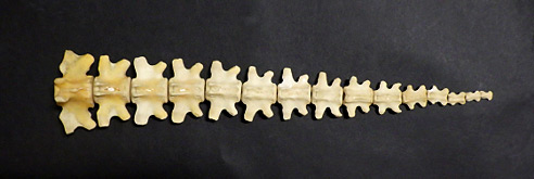 国際博物館の日記念ツアー「アメリカビーバーの尾の骨（尾椎）」