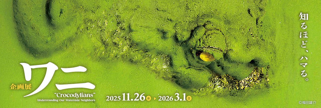 企画展「ワニ」