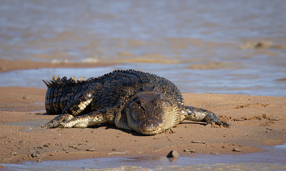 2025-10-wani-photo_02