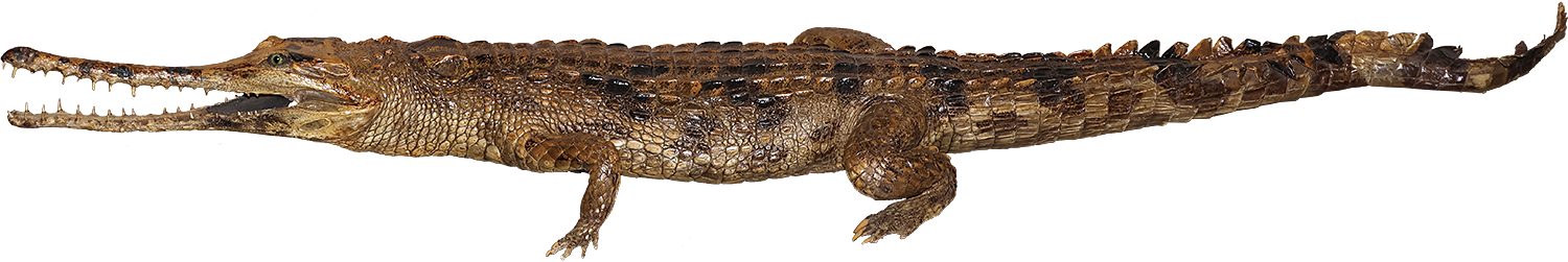 6.マレーガビアル