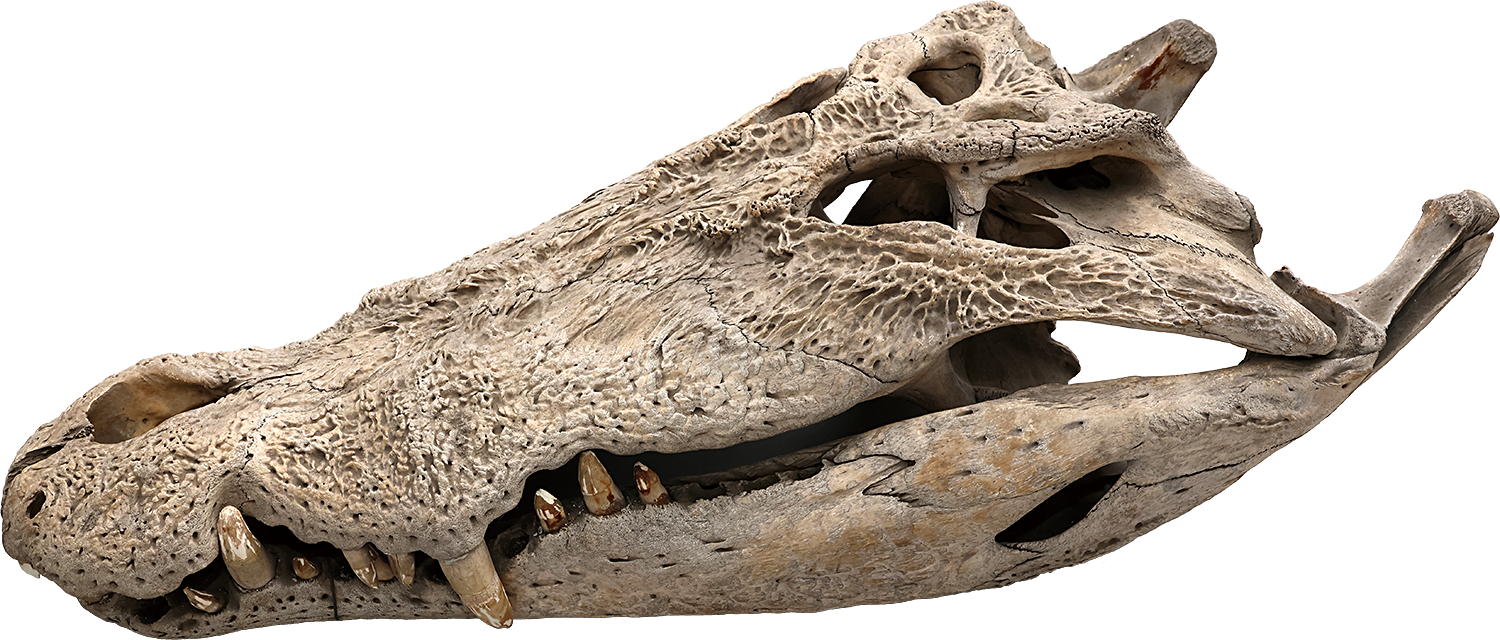 7.イリエワニ頭骨標本