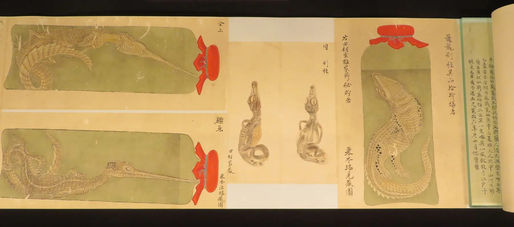 龍絵巻物（栗本丹洲）（所蔵：国立科学博物館）