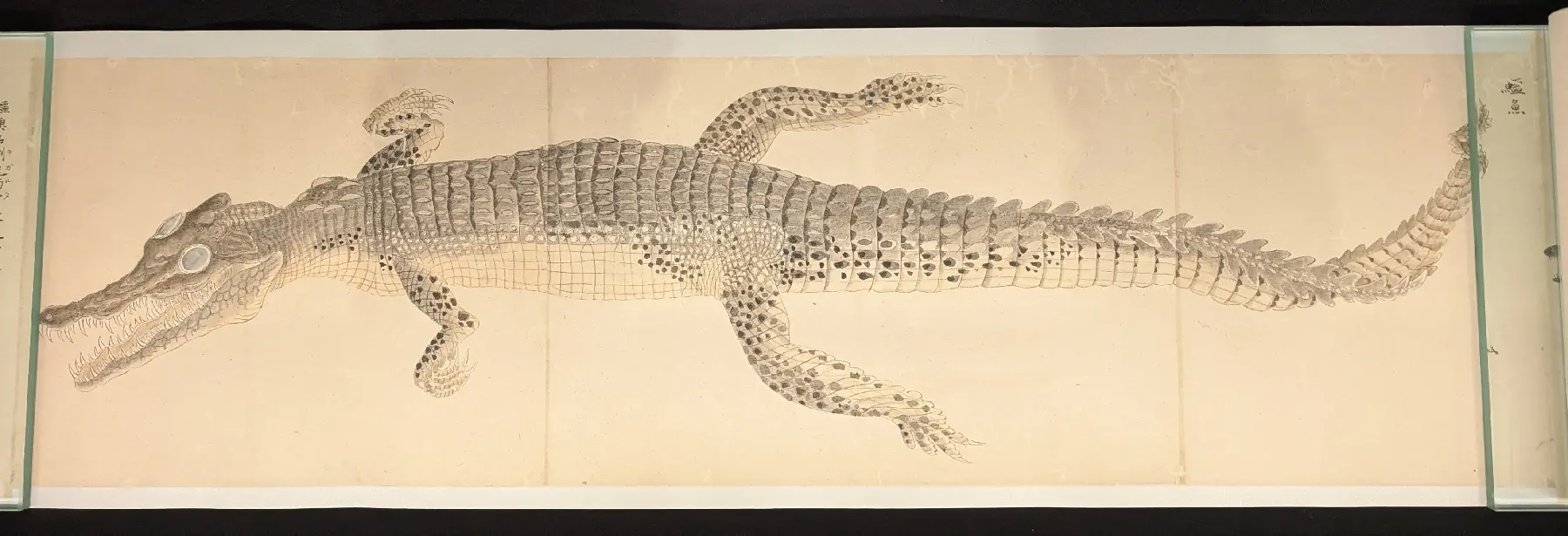 龍絵巻物（栗本丹洲）（所蔵：国立科学博物館）