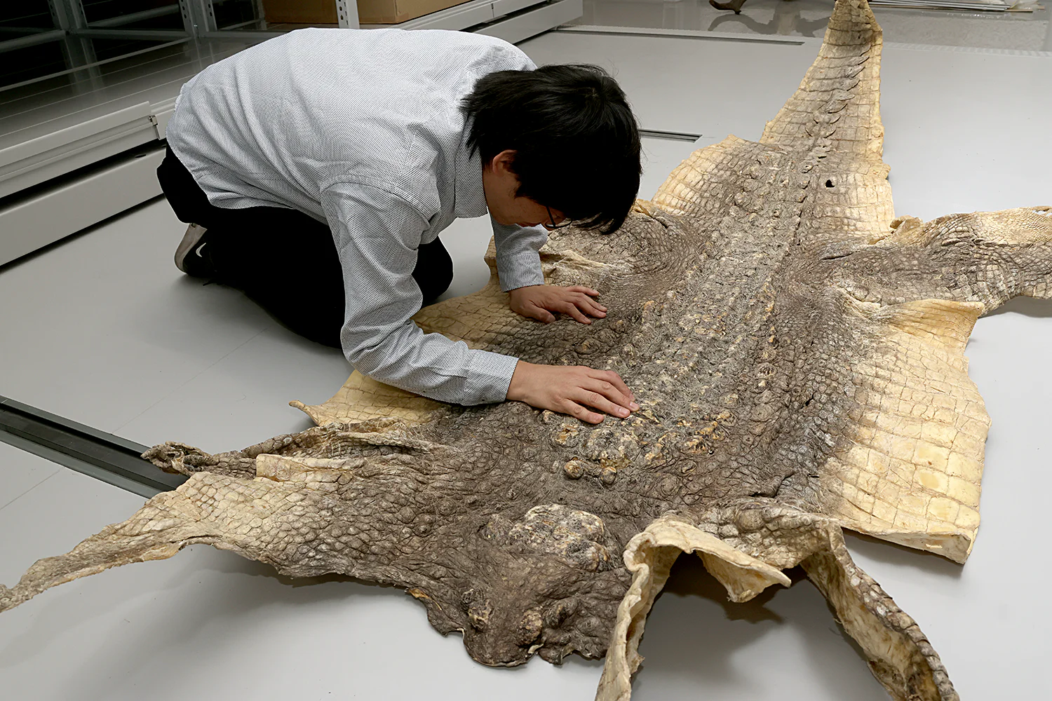 2.ワニの皮標本を調査する研究員